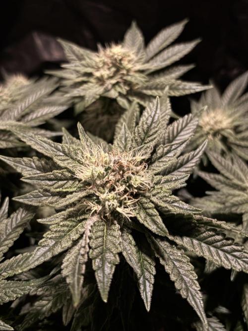Grizzly Glue. Week 12