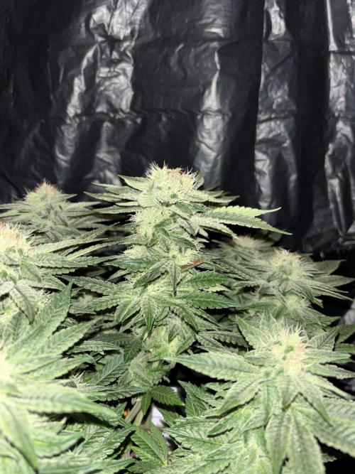 Grizzly Glue. Week 12