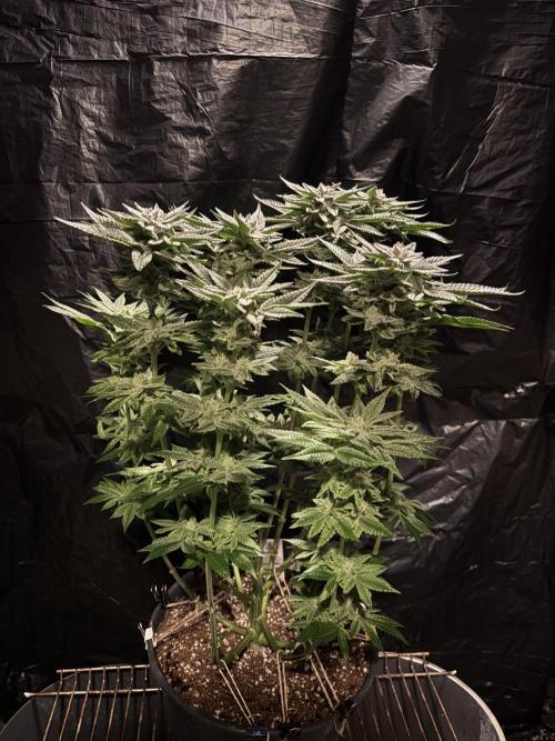 Purple Kush. Week 12