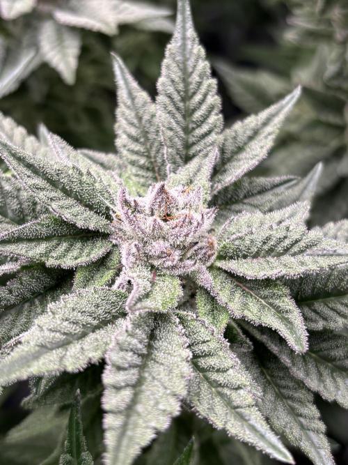 Purple Kush. Week 12