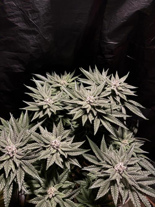 Purple Kush. Week 12