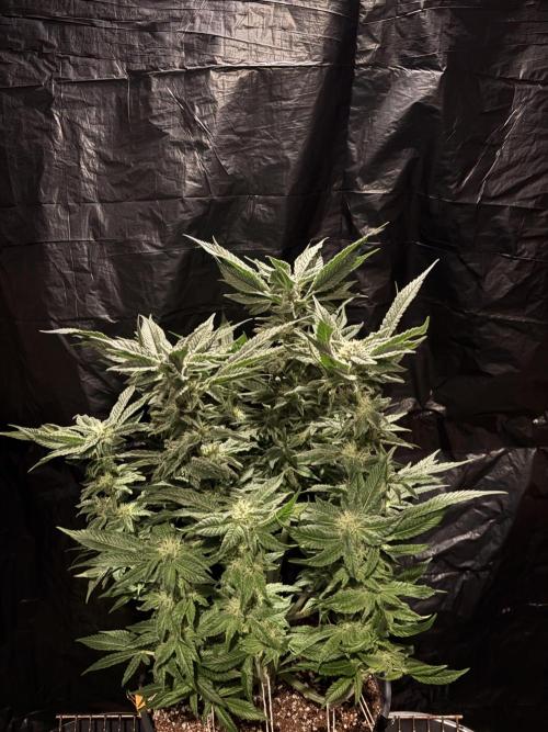 Frozen Black Cherry. Week 12
