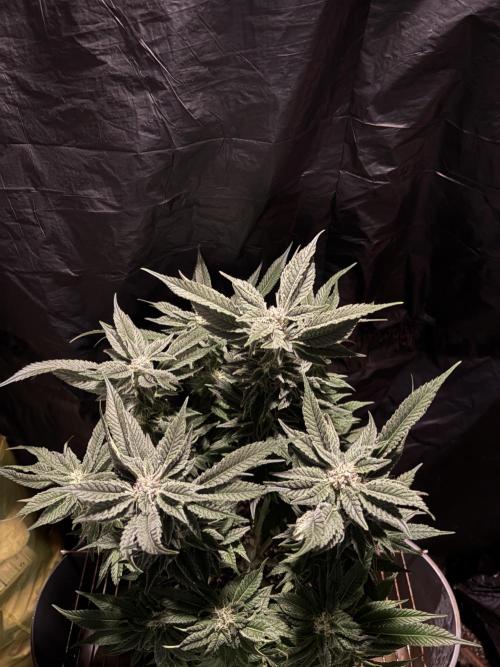 Frozen Black Cherry. Week 12