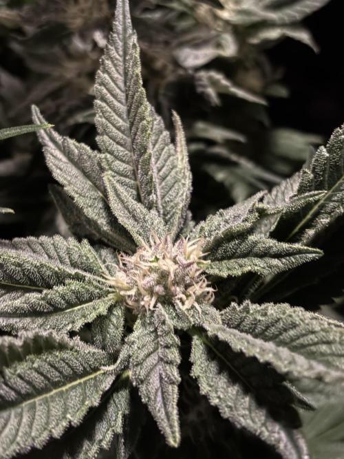 Frozen Black Cherry. Week 12