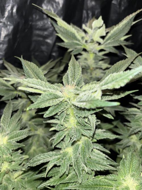 Frozen Black Cherry. Week 12