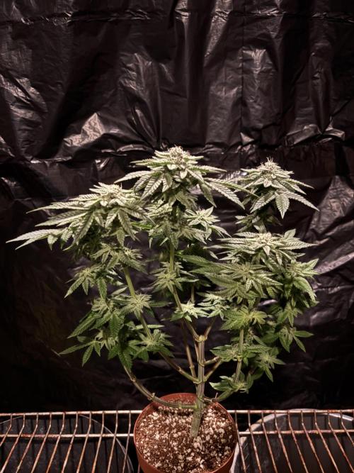 *Bonus* Micro Polar Gelato. Week 7