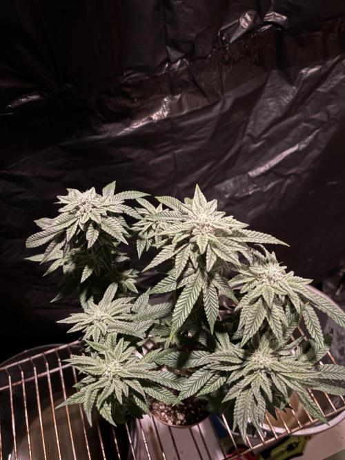 *Bonus* Micro Polar Gelato. Week 7