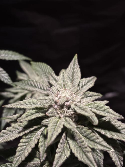 *Bonus* Micro Polar Gelato. Week 7