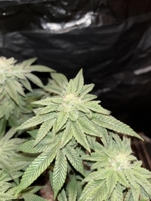 *Bonus* Micro Polar Gelato. Week 7