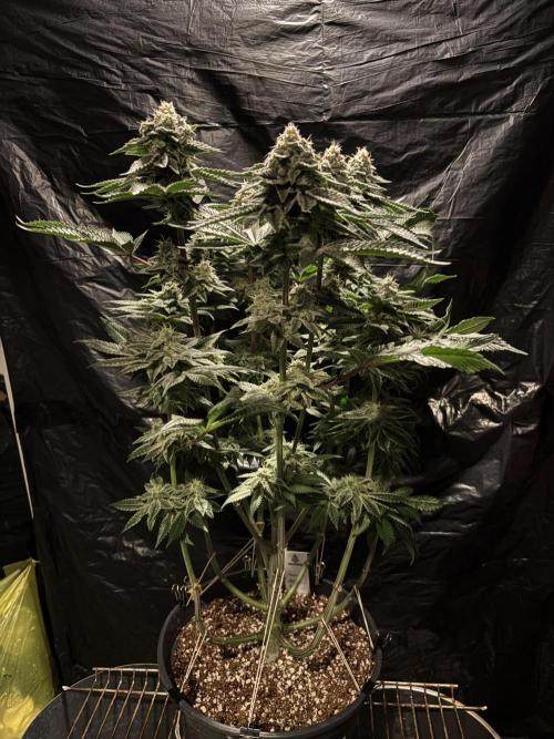 Method Mac. Week 13
