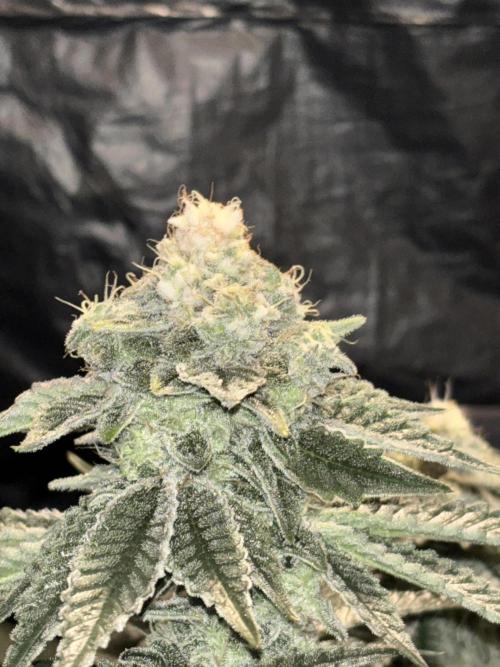 Method Mac. Week 13