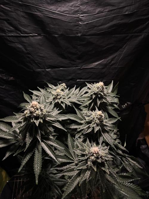 Method Mac. Week 13