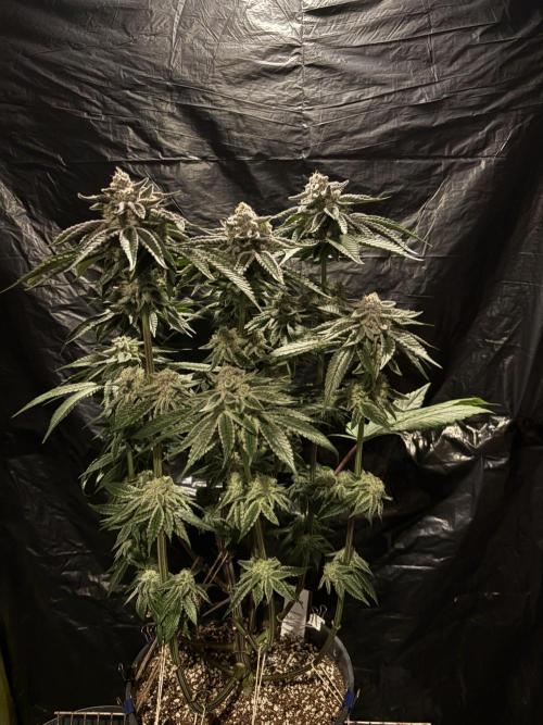 Polar Gelato. Week 13