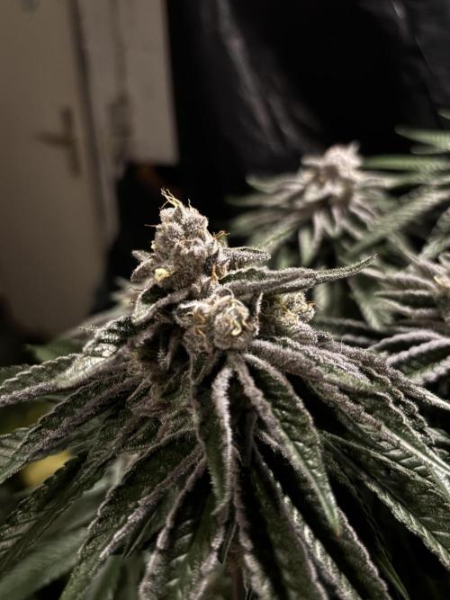 Polar Gelato. Week 13