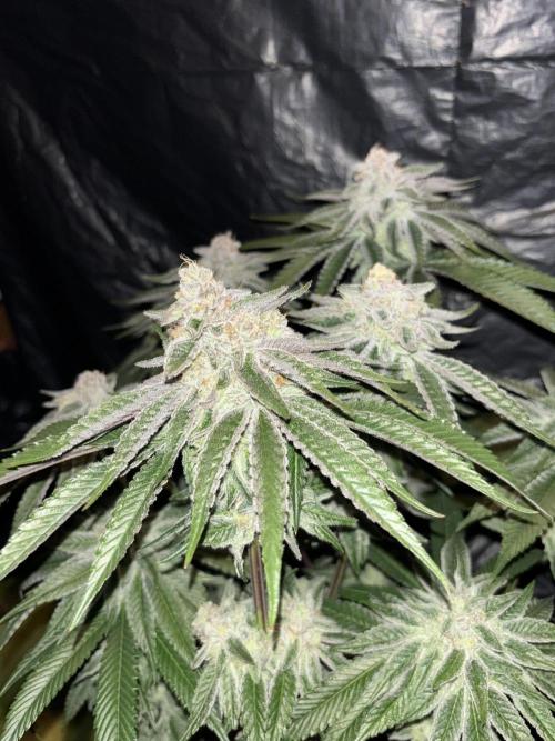 Polar Gelato. Week 13