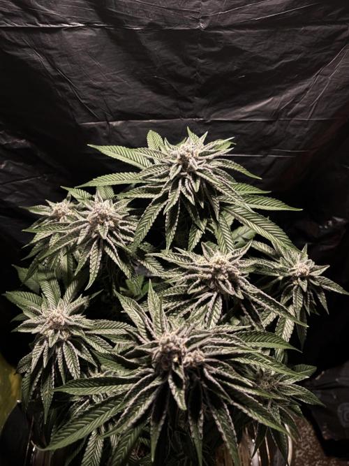 Polar Gelato. Week 13