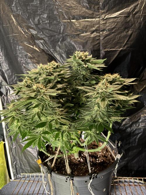 Grizzly Glue. Week 13