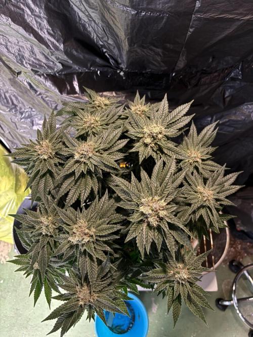 Grizzly Glue. Week 13