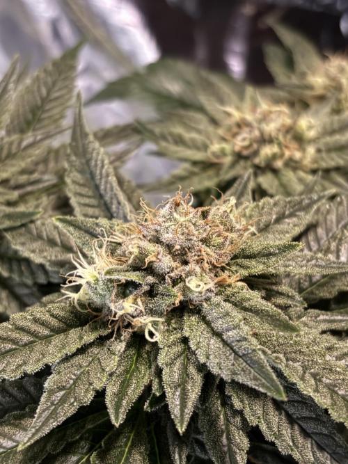 Grizzly Glue. Week 13