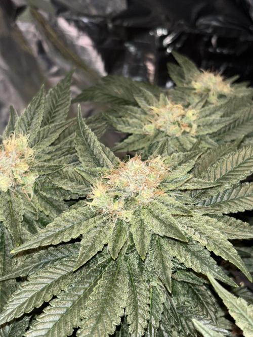 Grizzly Glue. Week 13
