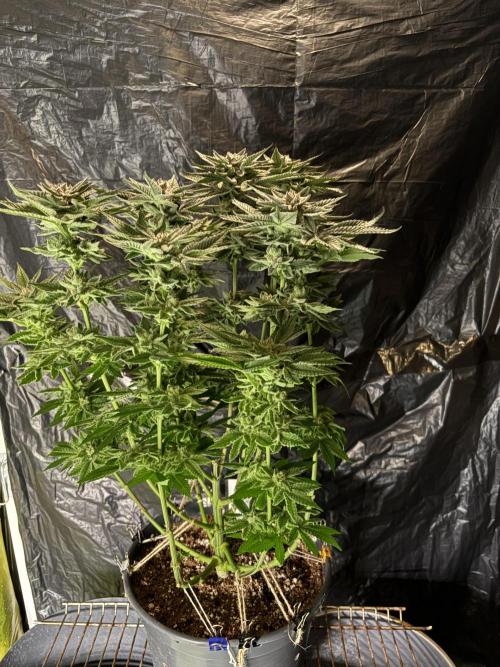 Purple Kush. Week 13