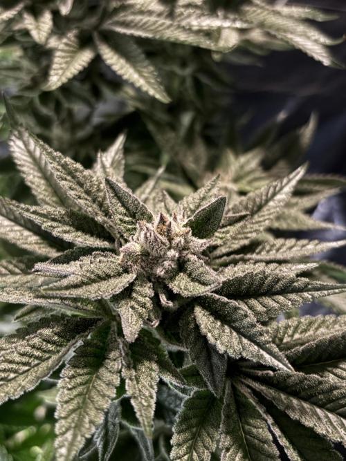 Purple Kush. Week 13