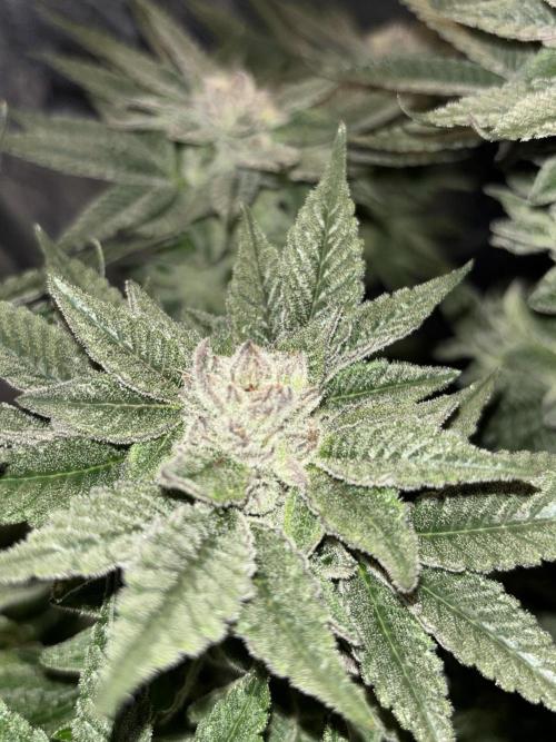 Purple Kush. Week 13