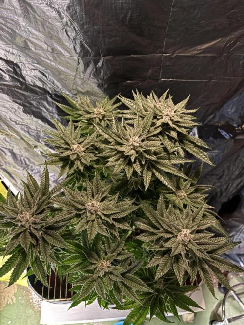 Purple Kush. Week 13