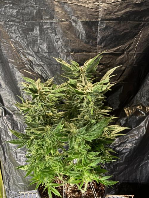 Frozen Black Cherry. Week 13