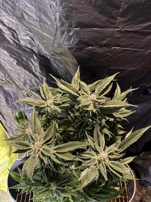Frozen Black Cherry. Week 13