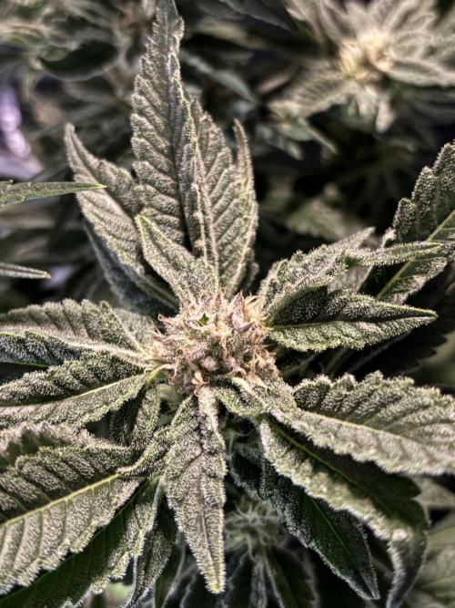 Frozen Black Cherry. Week 13