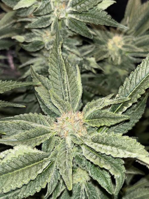 Frozen Black Cherry. Week 13