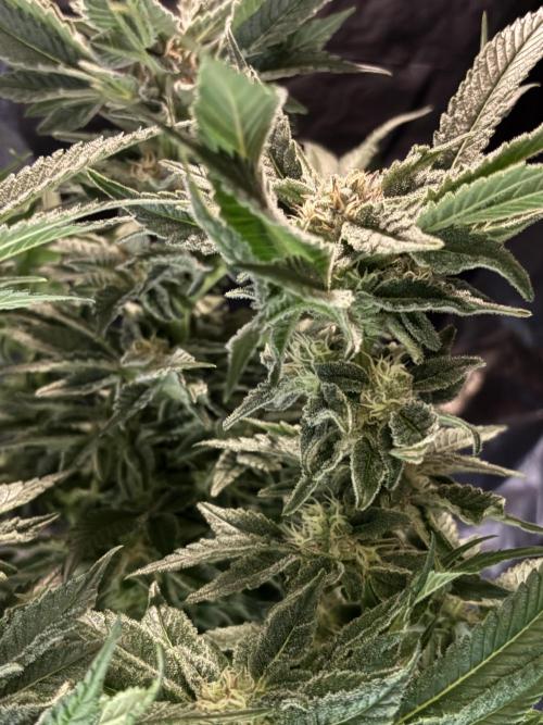 Frozen Black Cherry. Week 13