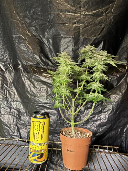 *Bonus* Micro Polar Gelato. Week 8