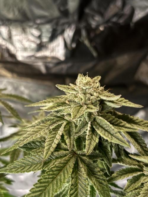 *Bonus* Micro Polar Gelato. Week 8
