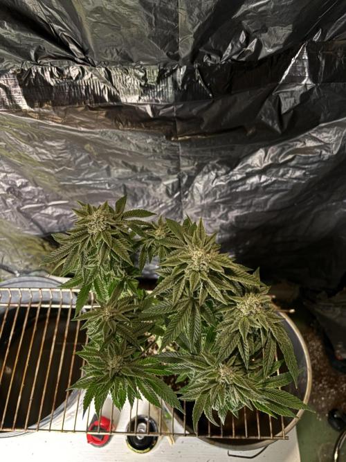 *Bonus* Micro Polar Gelato. Week 8