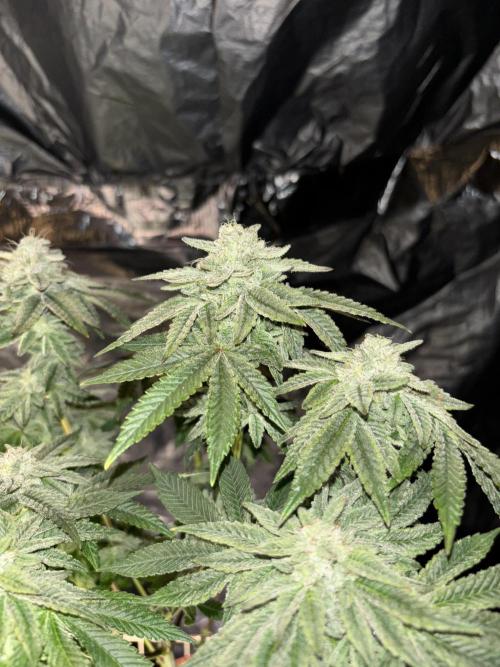 *Bonus* Micro Polar Gelato. Week 8