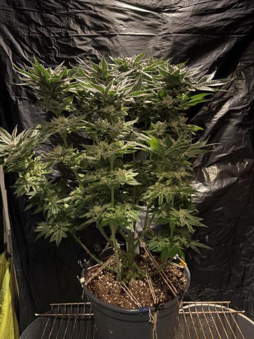 Purple Kush. Week 14