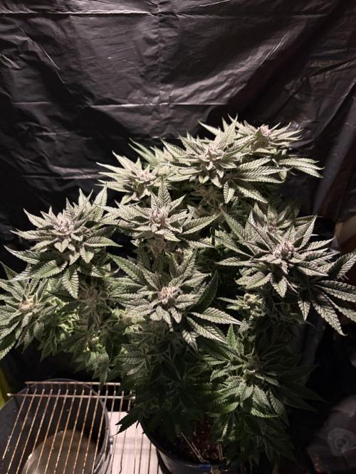 Purple Kush. Week 14