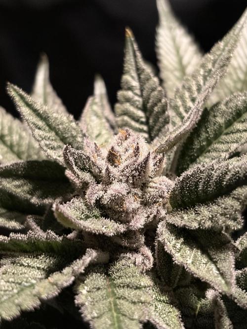 Purple Kush. Week 14