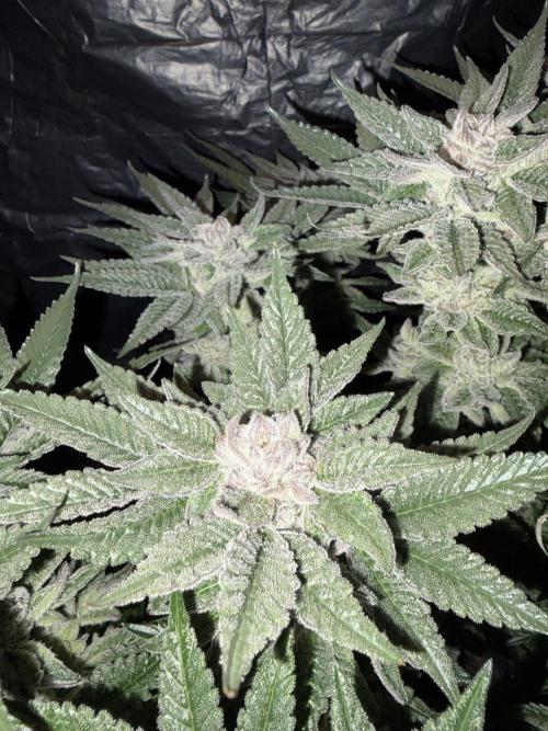 Purple Kush. Week 14