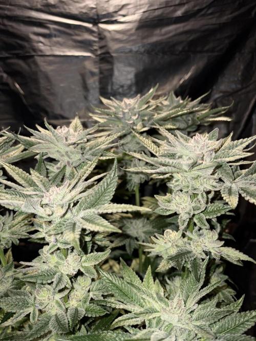Purple Kush. Week 14