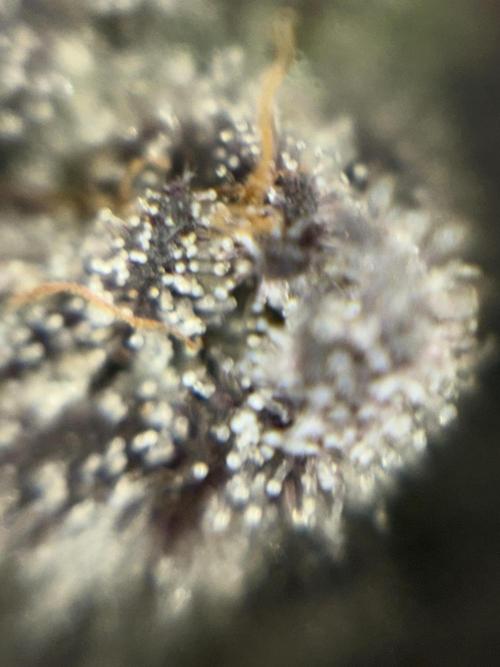 Purple Kush. Week 14