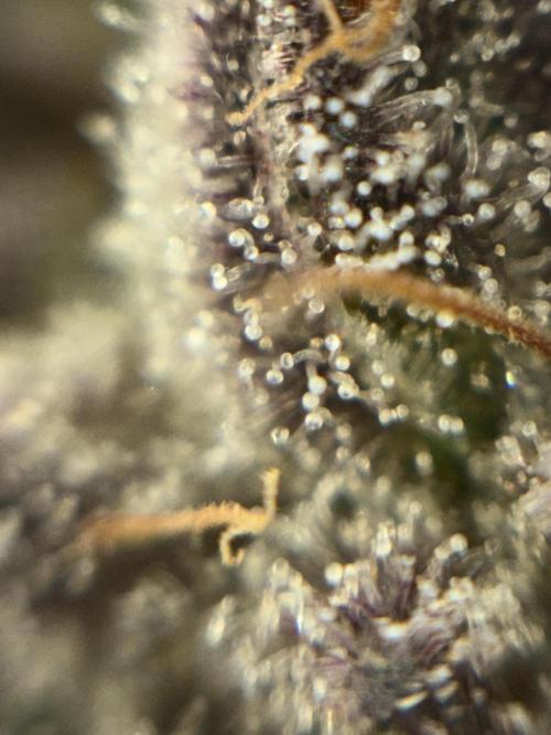 Purple Kush. Week 14