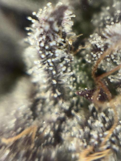 Purple Kush. Week 14