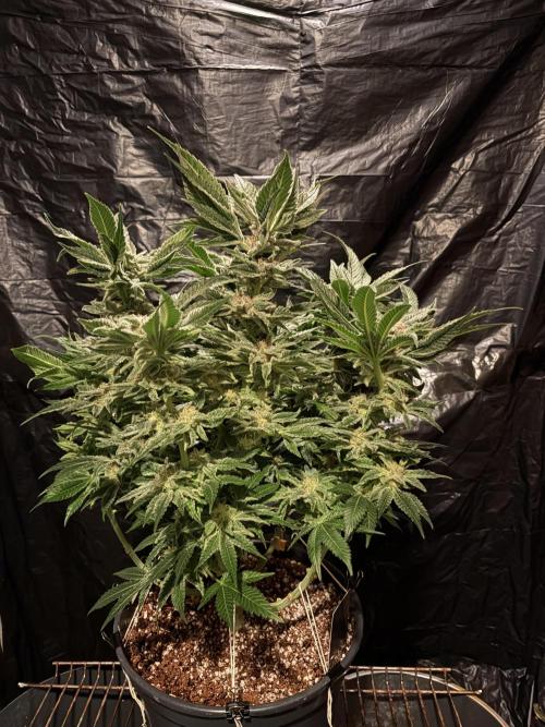 Frozen Black Cherry. Week 14