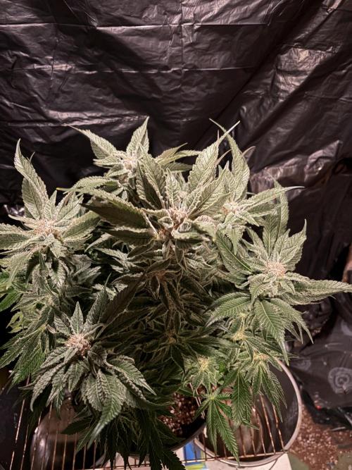 Frozen Black Cherry. Week 14