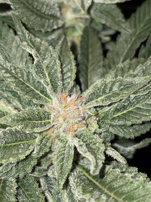 Frozen Black Cherry. Week 14