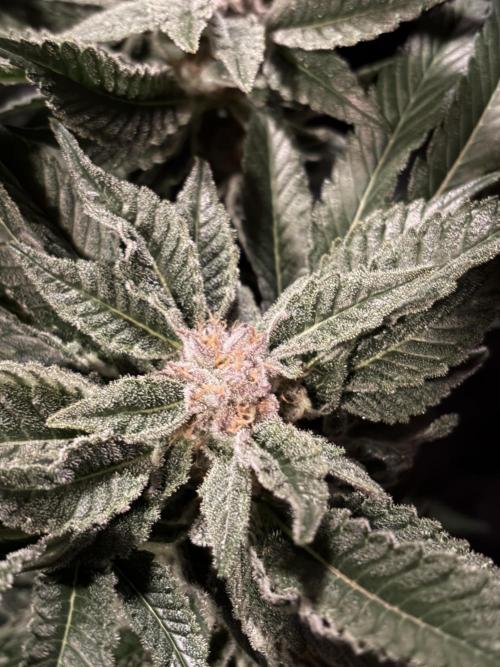 Frozen Black Cherry. Week 14