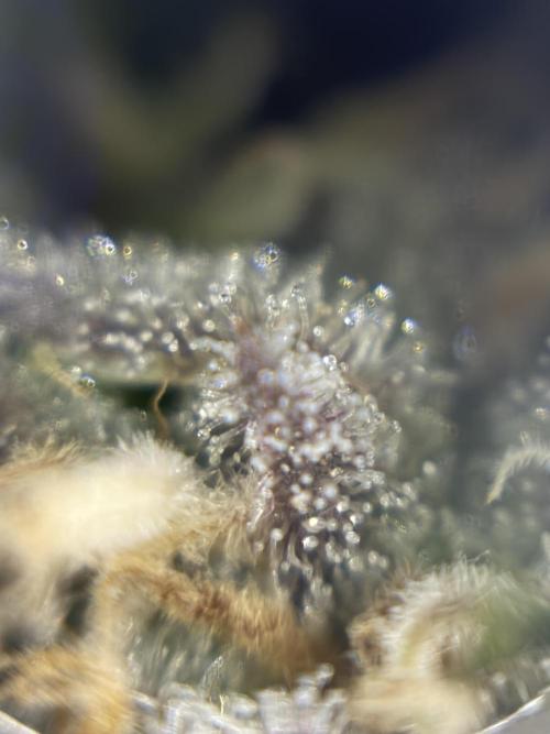Frozen Black Cherry. Week 14